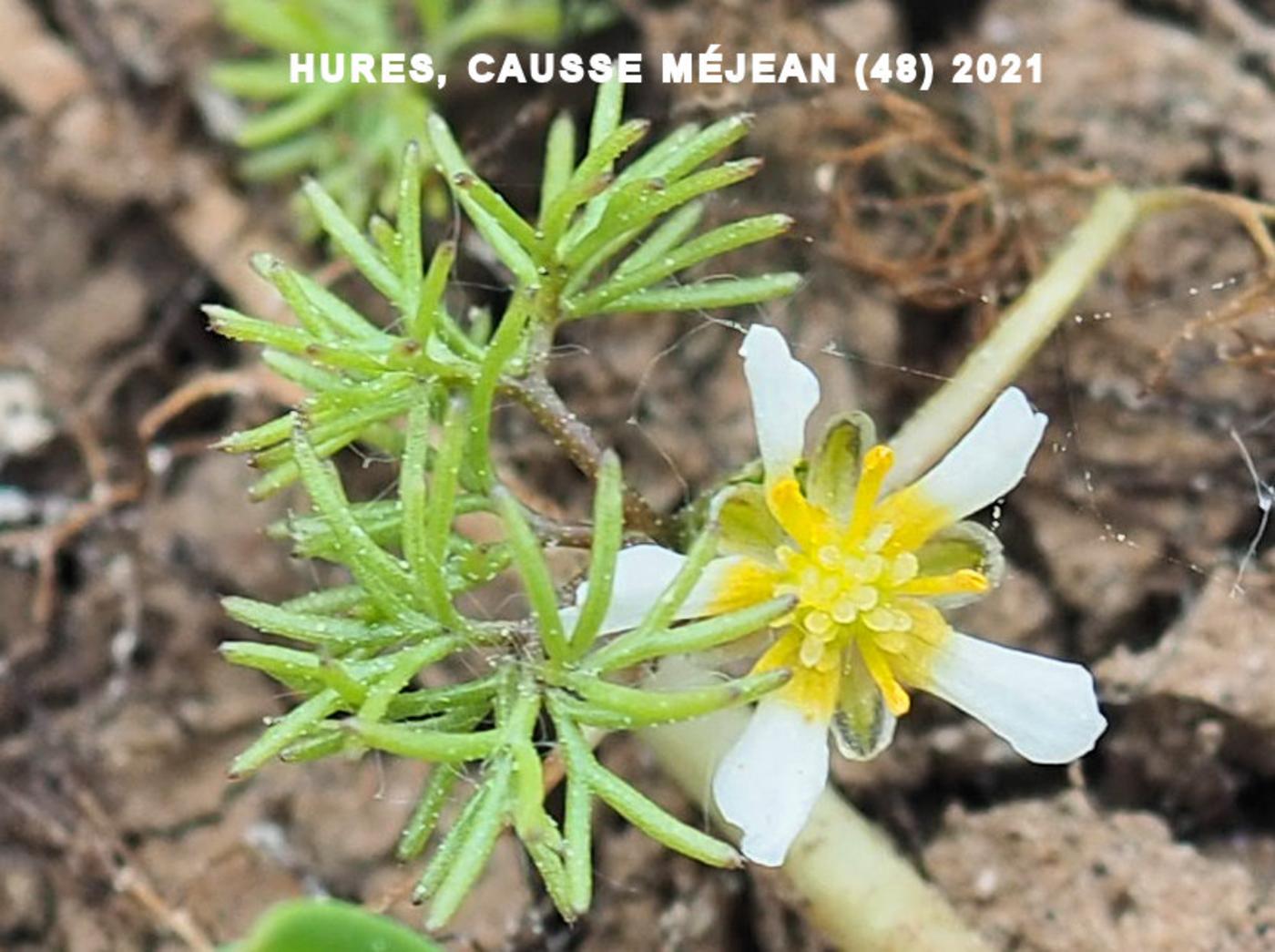 Water Crowfoot, Hair-leaved leaf